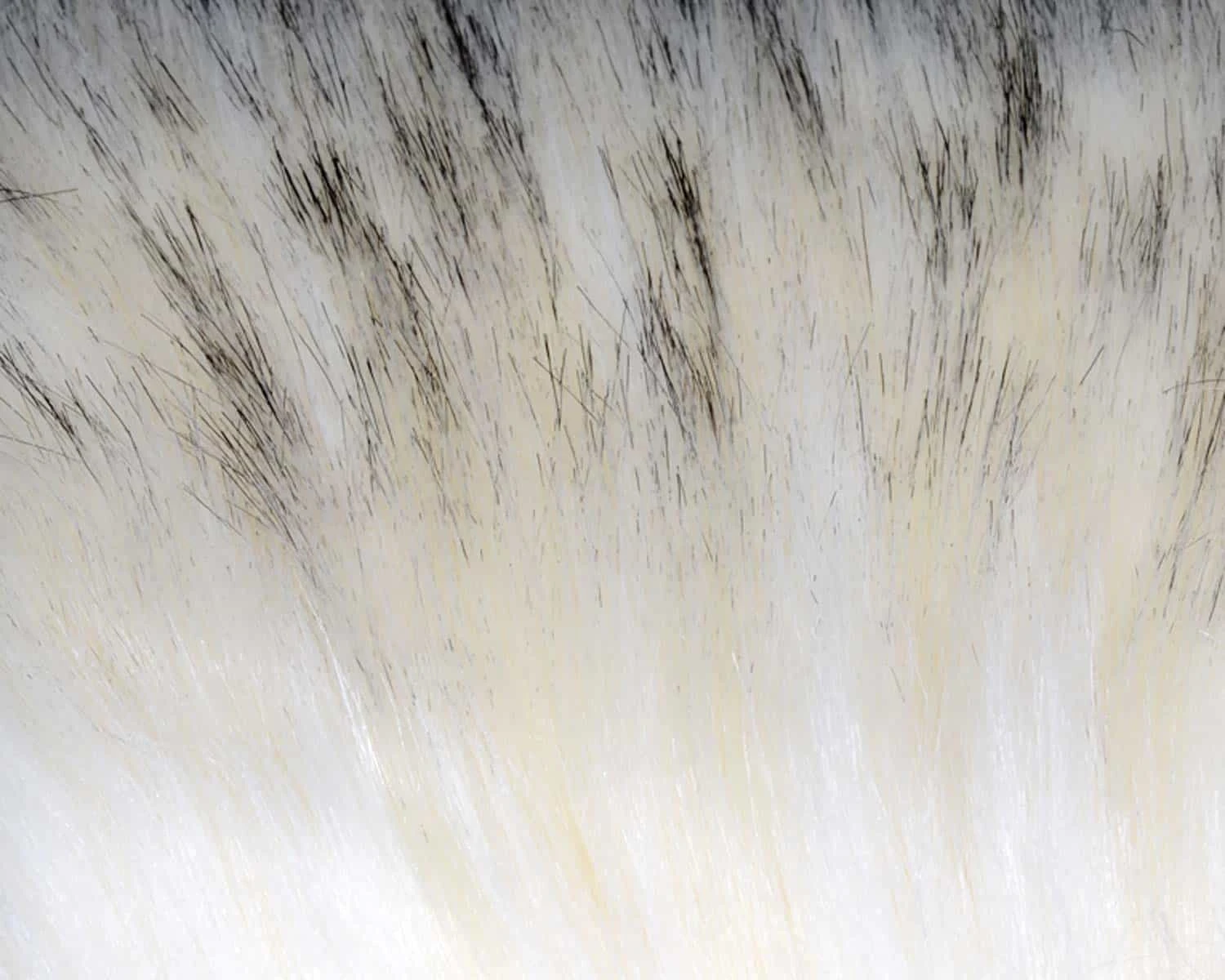 A.Jensen Super Select Craft Fur – Black Tipped Creamy White 1 A.Jensen Super Select Craft Fur – Black Tipped Creamy White