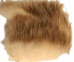 A.Jensen American Opossum